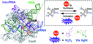 Graphical abstract: Chemical synthesis of stimuli-responsive guide RNA for conditional control of CRISPR-Cas9 gene editing