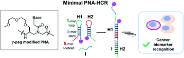 Graphical abstract: A minimal hybridization chain reaction (HCR) system using peptide nucleic acids