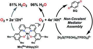 Graphical abstract: Non-covalent assembly of proton donors and p-benzoquinone anions for co-electrocatalytic reduction of dioxygen