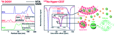 Graphical abstract: Identification of extracellular nanoparticle subsets by nuclear magnetic resonance