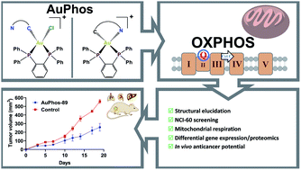 Graphical abstract: Anticancer gold(iii)-bisphosphine complex alters the mitochondrial electron transport chain to induce in vivo tumor inhibition