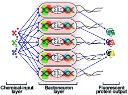 Graphical abstract: A single layer artificial neural network type architecture with molecular engineered bacteria for reversible and irreversible computing