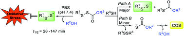 Graphical abstract: Alkylsulfenyl thiocarbonates: precursors to hydropersulfides potently attenuate oxidative stress