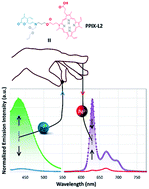 Graphical abstract: A fluorescent probe for the discrimination of oxidation states of palladium