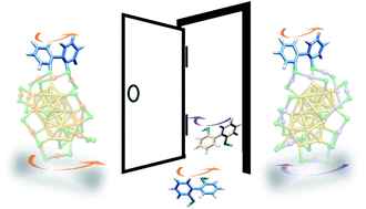 Graphical abstract: Absolute configuration retention of a configurationally labile ligand during dynamic processes of thiolate protected gold clusters