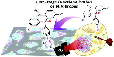 Graphical abstract: Late-stage functionalisation of alkyne-modified phospha-xanthene dyes: lysosomal imaging using an off–on–off type of pH probe
