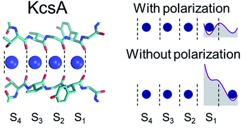 Graphical abstract: Thermodynamics of ion binding and occupancy in potassium channels