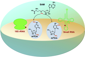 Graphical abstract: Novel dual methylation of cytidines in the RNA of mammals