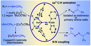 Graphical abstract: Copper(ii) ketimides in sp3 C–H amination