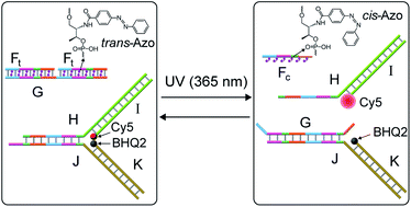 Graphical abstract: DNAzyme- and light-induced dissipative and gated DNA networks