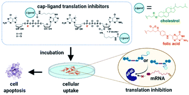 Graphical abstract: Cellular delivery of dinucleotides by conjugation with small molecules: targeting translation initiation for anticancer applications