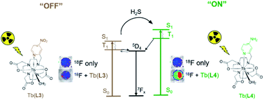 Graphical abstract: Accessing lanthanide-based, in situ illuminated optical turn-on probes by modulation of the antenna triplet state energy