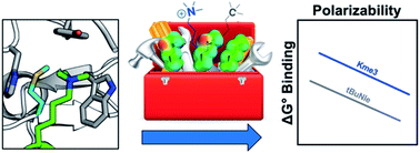 Graphical abstract: Contributions of methionine to recognition of trimethyllysine in aromatic cage of PHD domains: implications of polarizability, hydrophobicity, and charge on binding