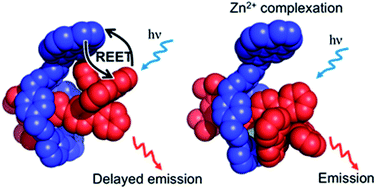 Graphical abstract: Damming an electronic energy reservoir: ion-regulated electronic energy shuttling in a [2]rotaxane