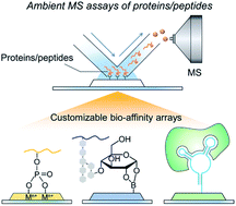 Graphical abstract: Peptide and protein assays using customizable bio-affinity arrays combined with ambient ionization mass spectrometry