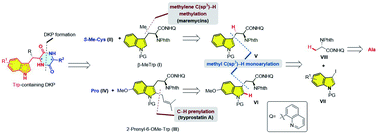 Graphical abstract: Synthesis of tryptophan-containing 2,5-diketopiperazines via sequential C–H activation: total syntheses of tryprostatin A, maremycins A and B
