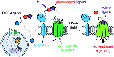 Graphical abstract: Genetically-targeted photorelease of endocannabinoids enables optical control of GPR55 in pancreatic β-cells