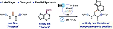 Graphical abstract: Combining flavin photocatalysis with parallel synthesis: a general platform to optimize peptides with non-proteinogenic amino acids