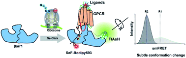 Graphical abstract: Single-molecule FRET and conformational analysis of beta-arrestin-1 through genetic code expansion and a Se-click reaction