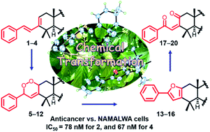 Graphical abstract: Discovery of four modified classes of triterpenoids delineated a metabolic cascade: compound characterization and biomimetic synthesis