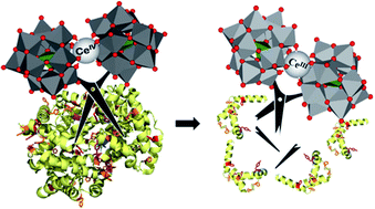 Graphical abstract: Expanding the reactivity of inorganic clusters towards proteins: the interplay between the redox and hydrolytic activity of Ce(iv)-substituted polyoxometalates as artificial proteases