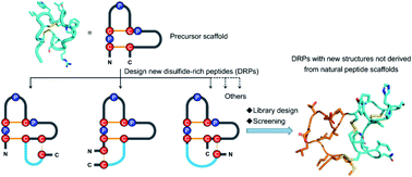 Graphical abstract: An evolution-inspired strategy to design disulfide-rich peptides tolerant to extensive sequence manipulation