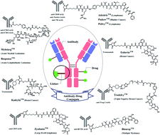 Graphical abstract: Recent developments in chemical conjugation strategies targeting native amino acids in proteins and their applications in antibody–drug conjugates