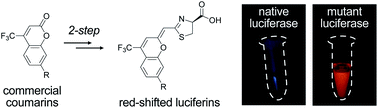 Graphical abstract: Coumarin luciferins and mutant luciferases for robust multi-component bioluminescence imaging