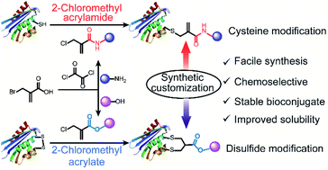 Graphical abstract: Chemoselective cysteine or disulfide modification via single atom substitution in chloromethyl acryl reagents