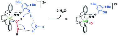 Graphical abstract: Second-sphere effects on H2O2 activation by non-heme FeII complexes: role of a phenol group in the [H2O2]-dependent accumulation of FeIVO vs. FeIIIOOH