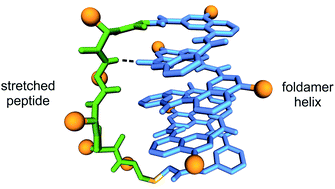 Graphical abstract: Conformational interplay in hybrid peptide–helical aromatic foldamer macrocycles