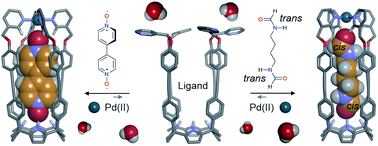 Graphical abstract: Self-assembly of a water-soluble endohedrally functionalized coordination cage including polar guests