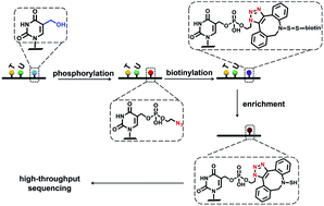 Graphical abstract: An enzyme-mediated bioorthogonal labeling method for genome-wide mapping of 5-hydroxymethyluracil