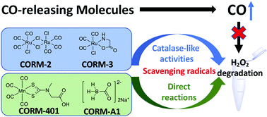 Graphical abstract: Redox and catalase-like activities of four widely used carbon monoxide releasing molecules (CO-RMs)