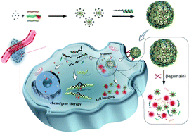 Graphical abstract: An endogenous stimulus detonated nanocluster-bomb for contrast-enhanced cancer imaging and combination therapy