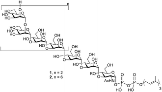 Graphical abstract: Synthesis of structurally-defined polymeric glycosylated phosphoprenols as potential lipopolysaccharide biosynthetic probes