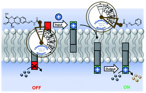 Graphical abstract: Transmembrane signal transduction by cofactor transport