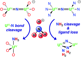 Graphical abstract: Nitride protonation and NH3 binding versus N–H bond cleavage in uranium nitrides