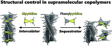 Graphical abstract: Temperature-dependent modulation by biaryl-based monomers of the chain length and morphology of biphenyl-based supramolecular polymers