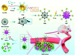 Graphical abstract: Polyvalent spherical aptamer engineered macrophages: X-ray-actuated phenotypic transformation for tumor immunotherapy
