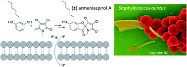 Graphical abstract: Total synthesis and mechanism of action of the antibiotic armeniaspirol A