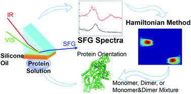 Graphical abstract: Probing protein aggregation at buried interfaces: distinguishing between adsorbed protein monomers, dimers, and a monomer–dimer mixture in situ