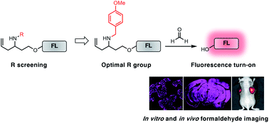 Graphical abstract: Systematic investigation of the aza-Cope reaction for fluorescence imaging of formaldehyde in vitro and in vivo