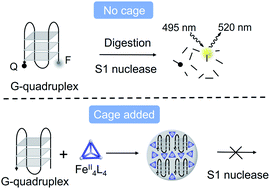 Graphical abstract: FeII4L4 tetrahedron binds and aggregates DNA G-quadruplexes