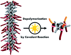 Graphical abstract: Depolymerization of supramolecular polymers by a covalent reaction; transforming an intercalator into a sequestrator