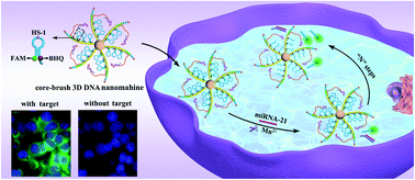 Graphical abstract: A core–brush 3D DNA nanostructure: the next generation of DNA nanomachine for ultrasensitive sensing and imaging of intracellular microRNA with rapid kinetics