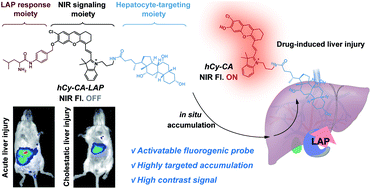 Graphical abstract: Enzyme-activated near-infrared fluorogenic probe with high-efficiency intrahepatic targeting ability for visualization of drug-induced liver injury