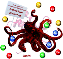 Graphical abstract: Americium preferred: lanmodulin, a natural lanthanide-binding protein favors an actinide over lanthanides