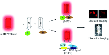 Graphical abstract: The smallest near-infrared fluorescence complementation system for imaging protein–protein and RNA–protein interactions