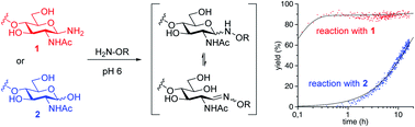 Graphical abstract: Rapid glycoconjugation with glycosyl amines